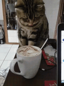 cat.gif