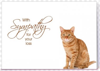 cat sympathy4.jpg