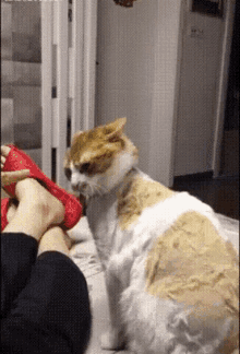 cat-slap.gif