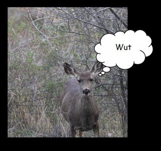 deer 2.jpg