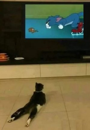 cat watching cartoon.jpg