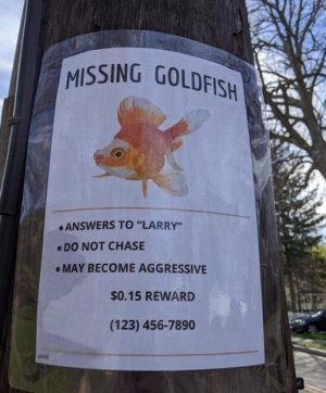 larrygoldfish.jpg
