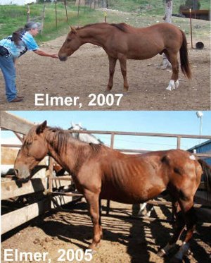 oldelmer.jpg