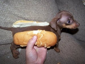 85852-puppies-cute-funny-puppy.jpg