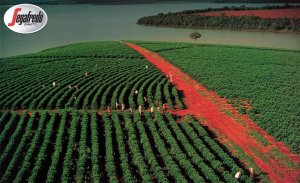 segafredo-plantation.jpg