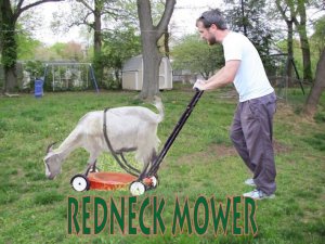 goat mow.jpg