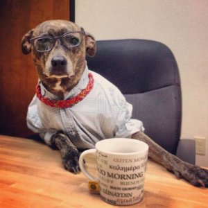 dog1.jpg