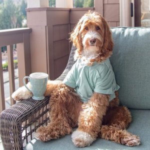 dog2.jpg