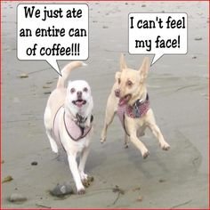 dog3.jpg