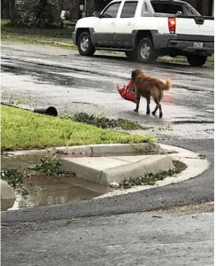 Looting after Hurricane Harvey.jpg Looting after Hurricane Harvey.jpg