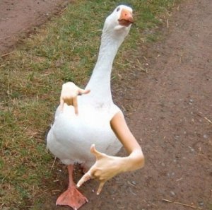 goose.jpg