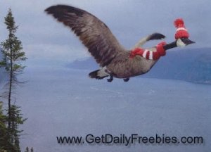 goose_flying_winter.jpg