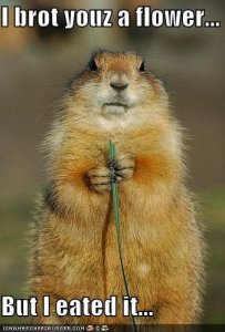 LOLCritterGroundhogFlower (1).jpg