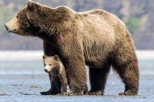 bear.jpg