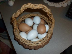 egg basket (800x600).jpg