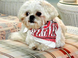 Buckeye Annie 9.jpg