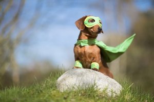 Superpup.jpg