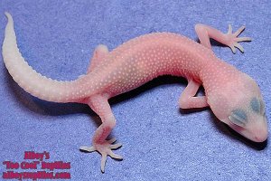 gecko.jpg