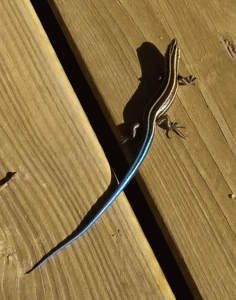 lizard1.gif