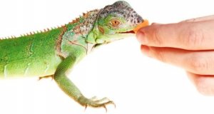 fruit-iguana.jpg
