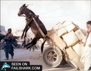 donkey.jpg