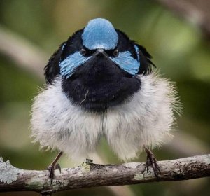 grumpy fairy wren.jpg