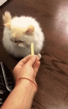 cat-slap (1).gif