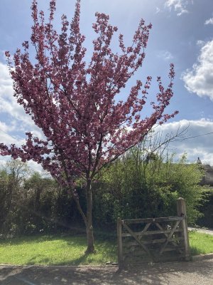 IMG_7379.jpeg
