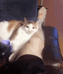 cat-bite.gif