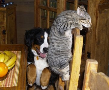 catchair.jpg