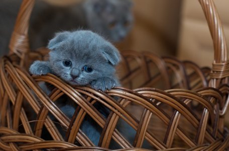 kitteninbasket.jpg