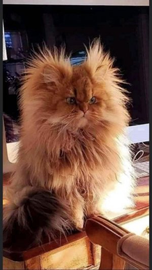 kittykitty.jpg