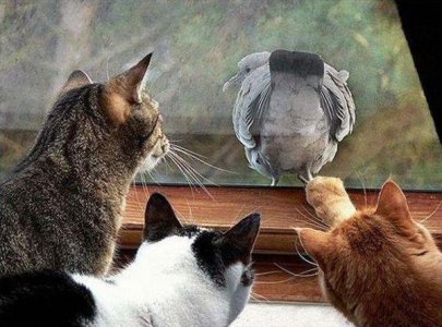 catsandbird.jpg