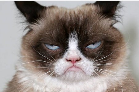 grumpy cat.jpg