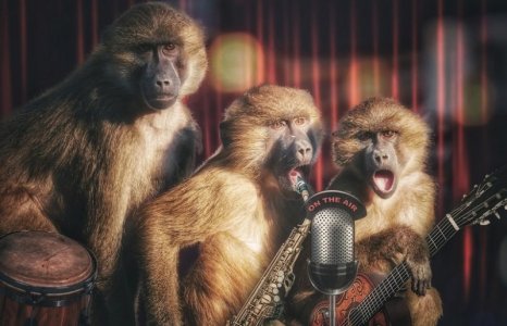 monkeyband.jpg