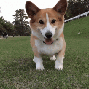 tumblr_6620aa5c7a14b1688320ea4271b3677d_2ecc59a9_500.gif