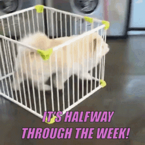 Funny-amp-Silly-Wednesday-Gifs-To-Get-You-Through-The-Day-49111-2.gif