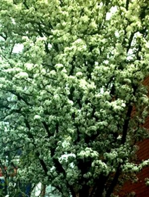 trees in blossom.jpg