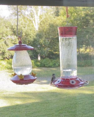 humming-bird.jpg