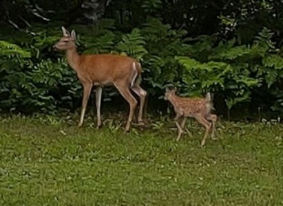 deer-baby.jpg