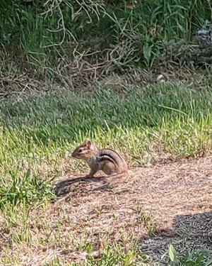 chipmonk.jpg