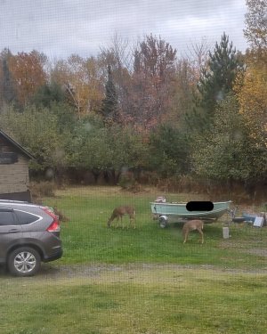 deer-2.jpg