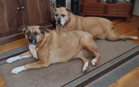 The girls-dogs.jpg