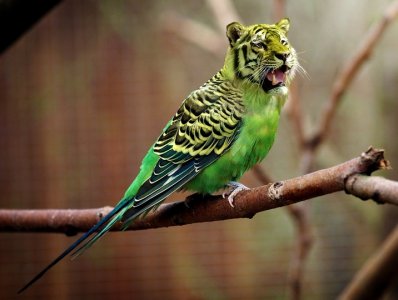 tigerparakeet.jpg