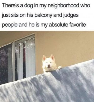 dogjudgepeople.jpg