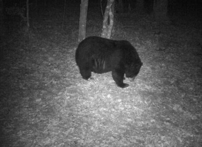 male bear.jpg male bear.jpg