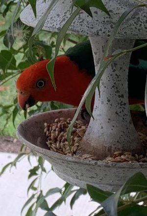king parrot.jpg