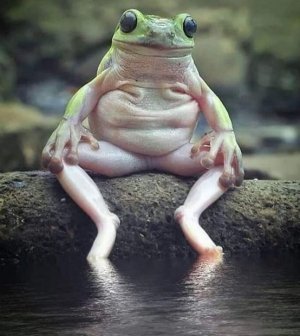 sittingfrog.jpg