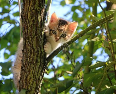 kittenintree.jpg