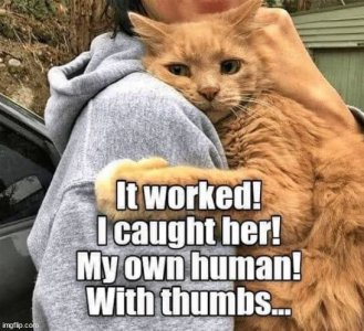 cattitude0505.jpg